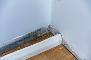 Exposing black mould beneath vinyl plank flooring